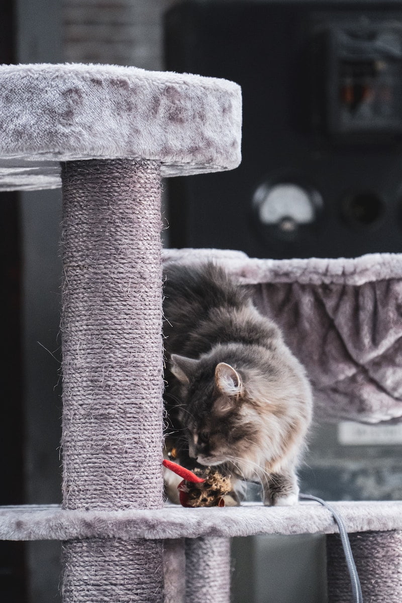arbre à chat