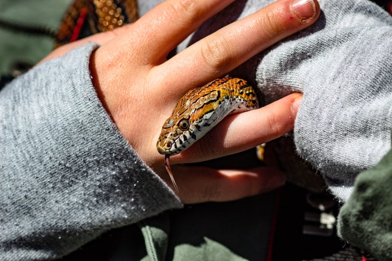 serpent des bles