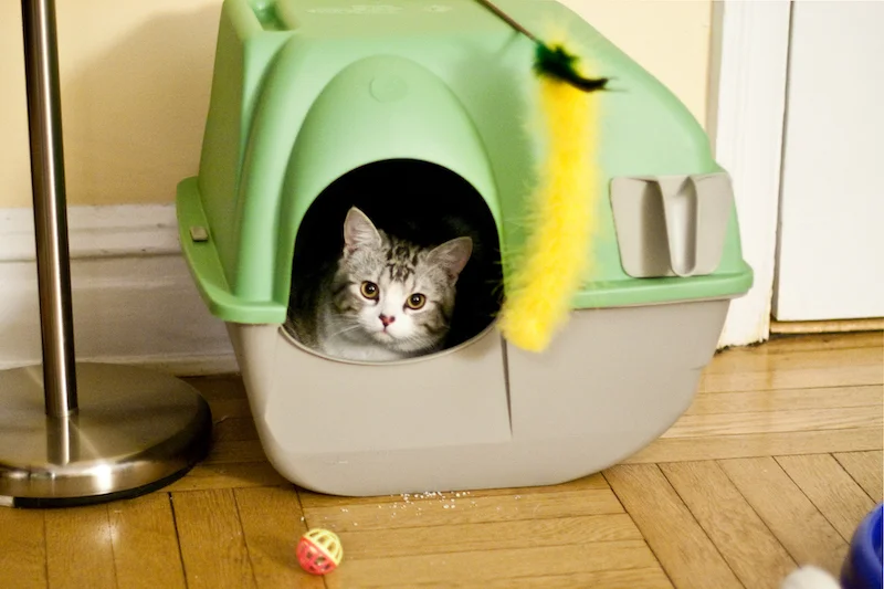 litiere-chat