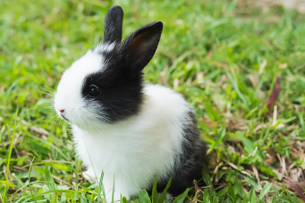 Combien de temps vit un lapin ? Espérance de vie et conseils pour prolonger celle-ci