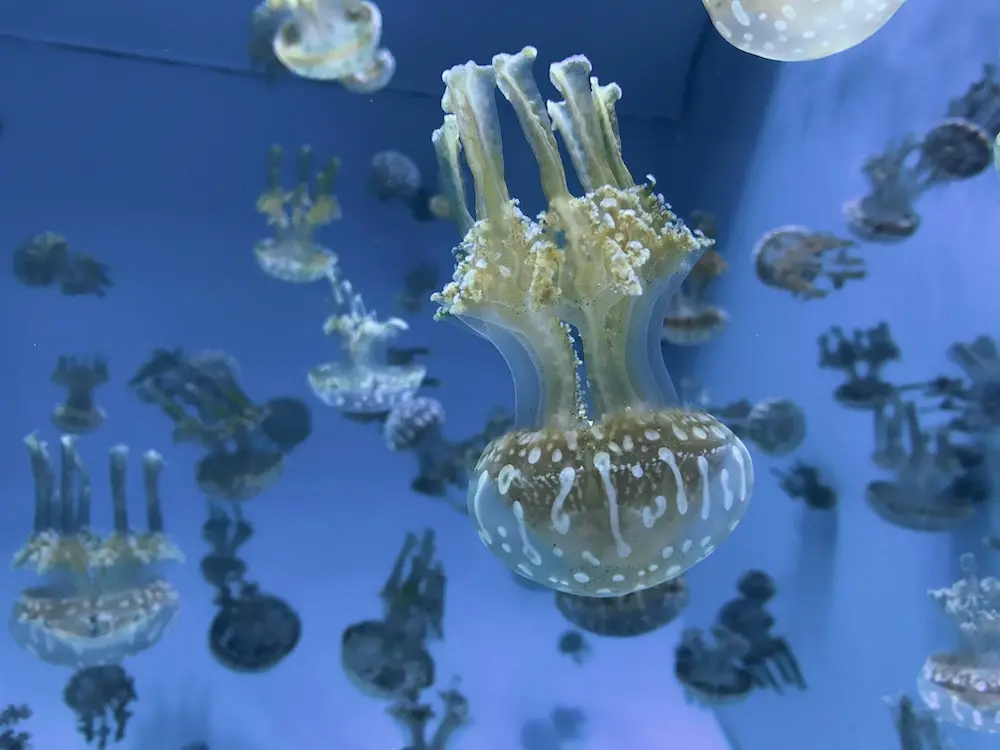 Piqûre de méduse : guide pratique pour réagir efficacement