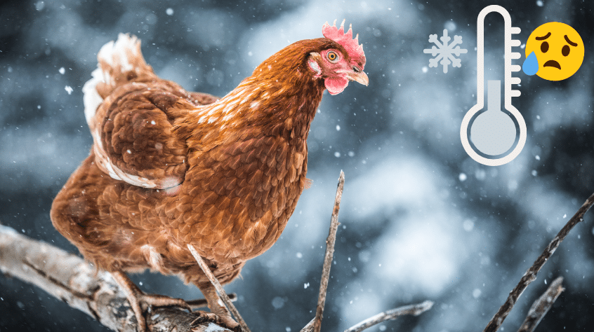 Astuces poulailler : chouchoutez vos poules en hiver avec ces 8 conseils