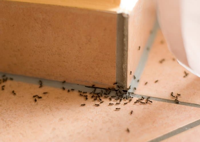 Répulsif anti-fourmis aux huiles essentielles idéal pour cet été