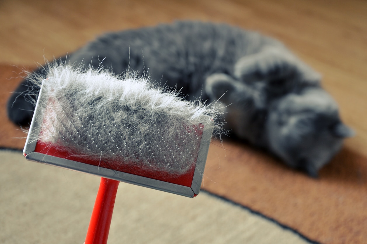 brosser son chat pour éviter boules de poils