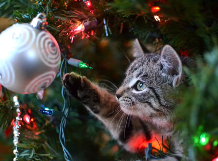 chat arbre de noël sapin de noël