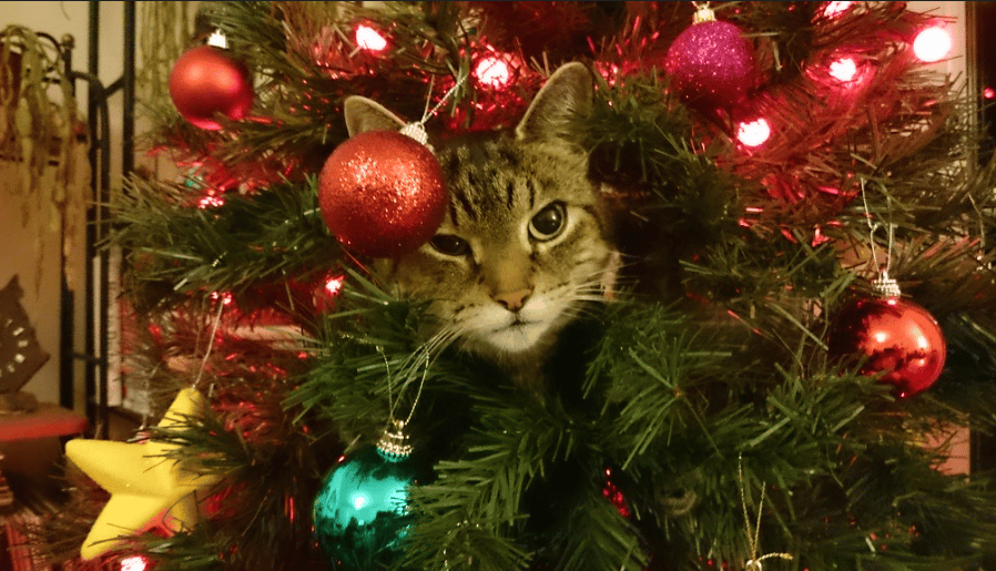 7 astuces top pour protéger votre sapin de Noël des griffes du chat