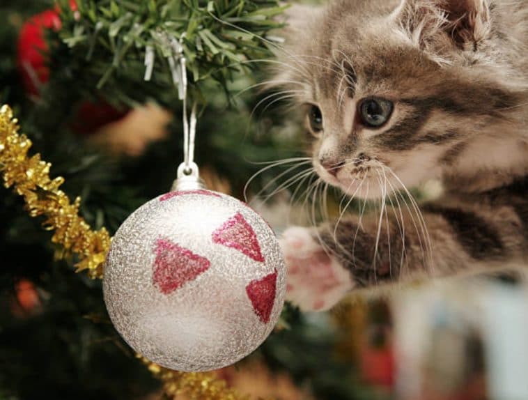 chat arbre de noël sapin de noël