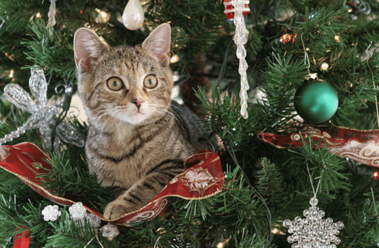 chat arbre de noël sapin de noël