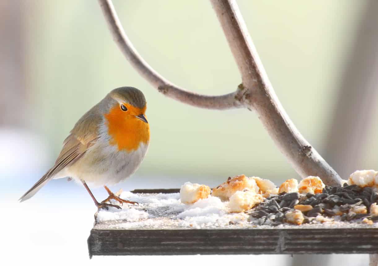 nourrir oiseaux en hiver mangeoire