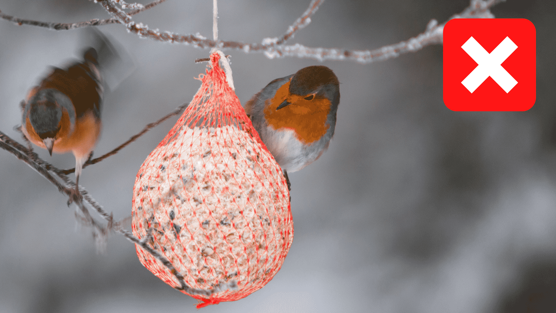 nourrir oiseaux en hiver avec une boule de graisse