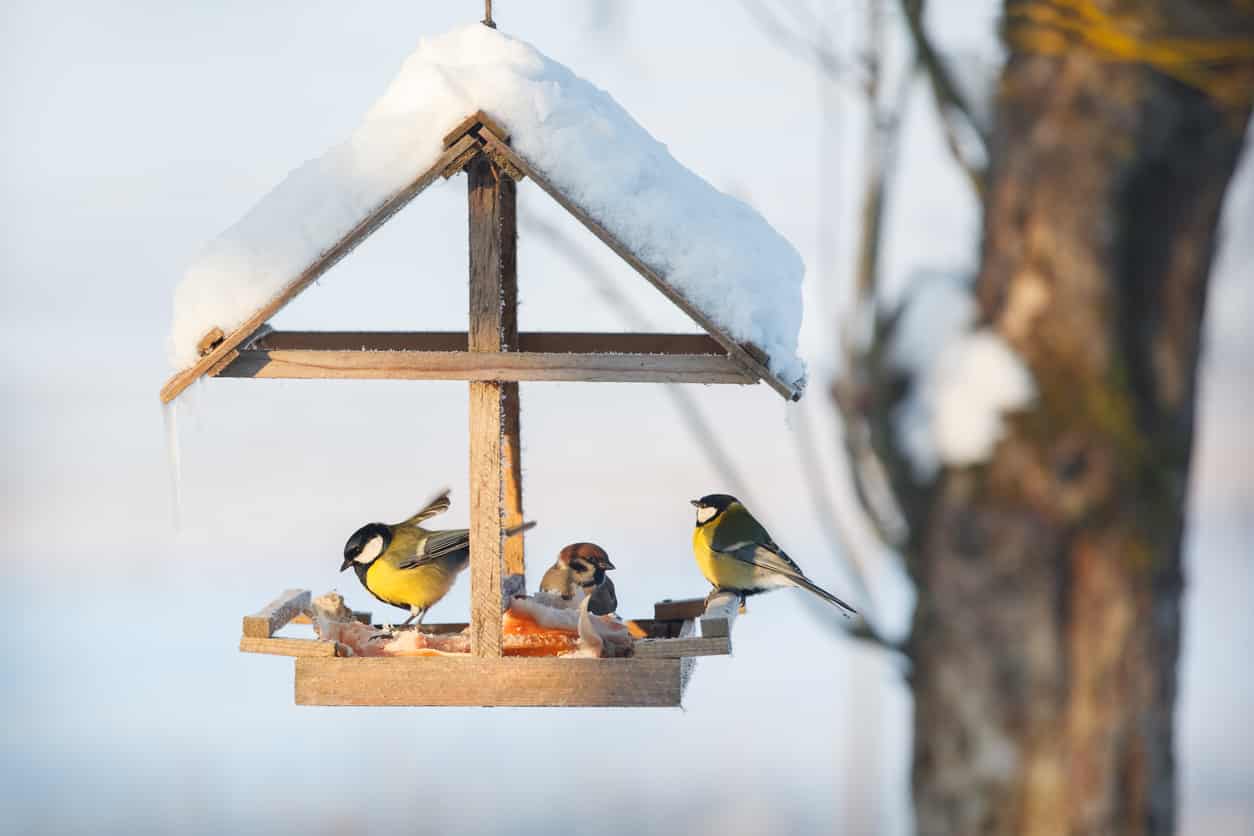 nourrir oiseaux en hiver mangeoire