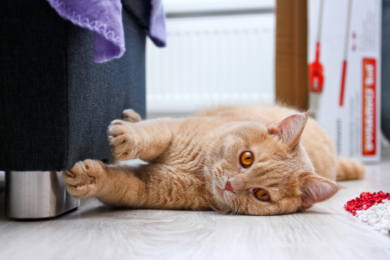 chat fait ses griffes sur canapé