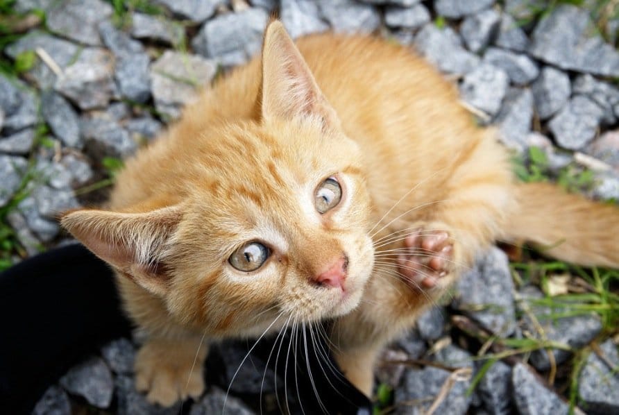 chat mignon gratte puces tiques