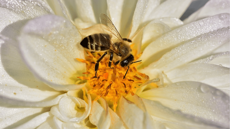 Abeilles : 5 gestes pour les aider et les protéger facilement