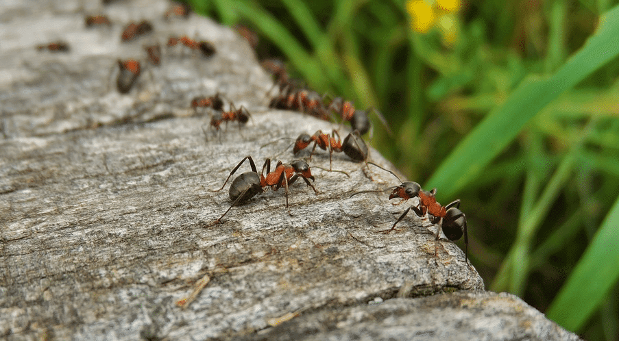 6 répulsifs naturels pour éliminer les fourmis au jardin