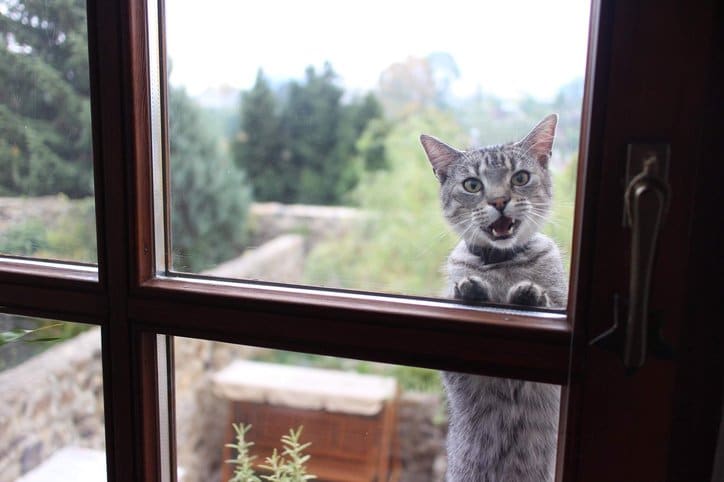 7 répulsifs naturels et sûrs pour éloigner les chats de votre maison