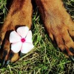 Soigner naturellement les pattes de votre chien : 4 astuces efficaces