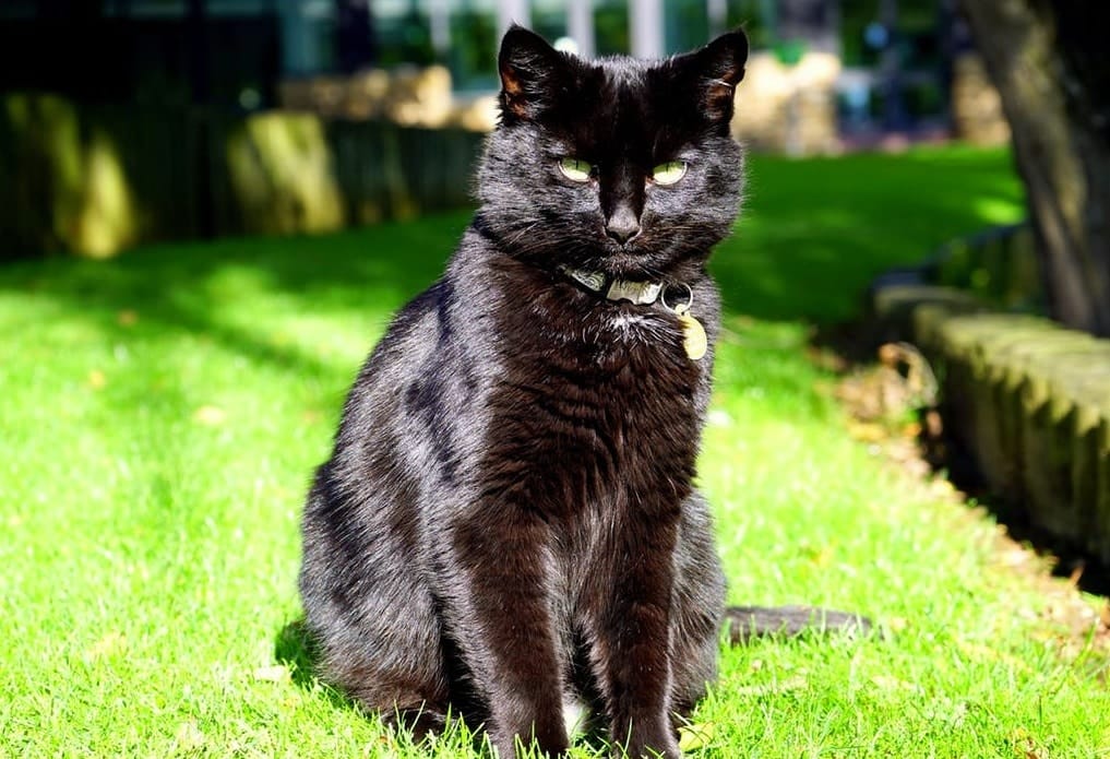 5 astuces essentielles pour entretenir le pelage de votre chat