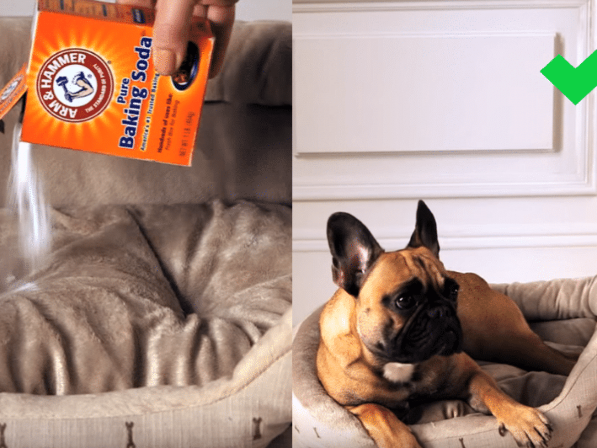 bicarbonate de soude panier chien ou chat