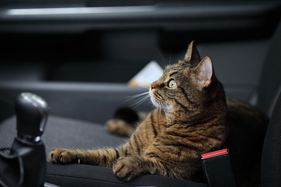 chat-voiture-mal-des-transports-animaux