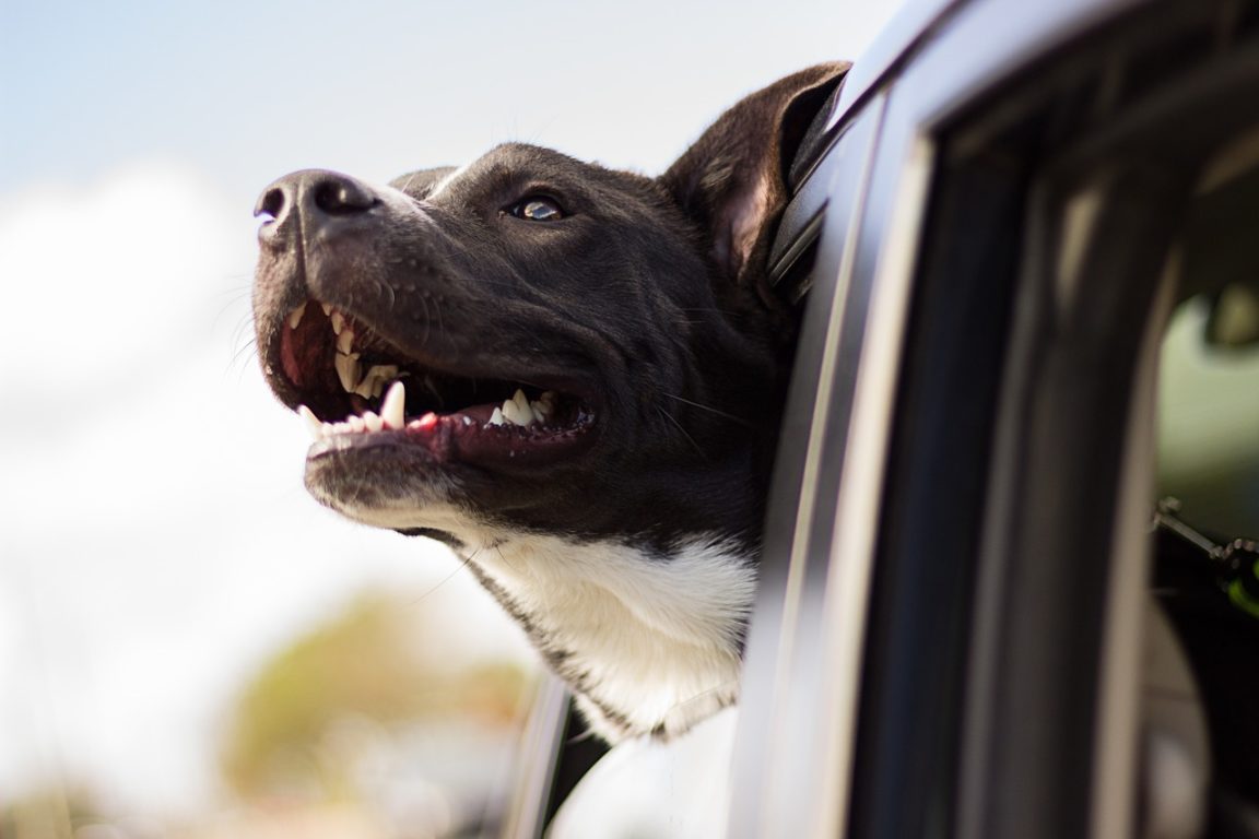 chien voiture