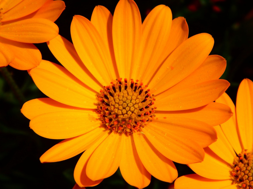 souci calendula