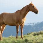 Découvrez nos conseils pour prendre soin de son cheval