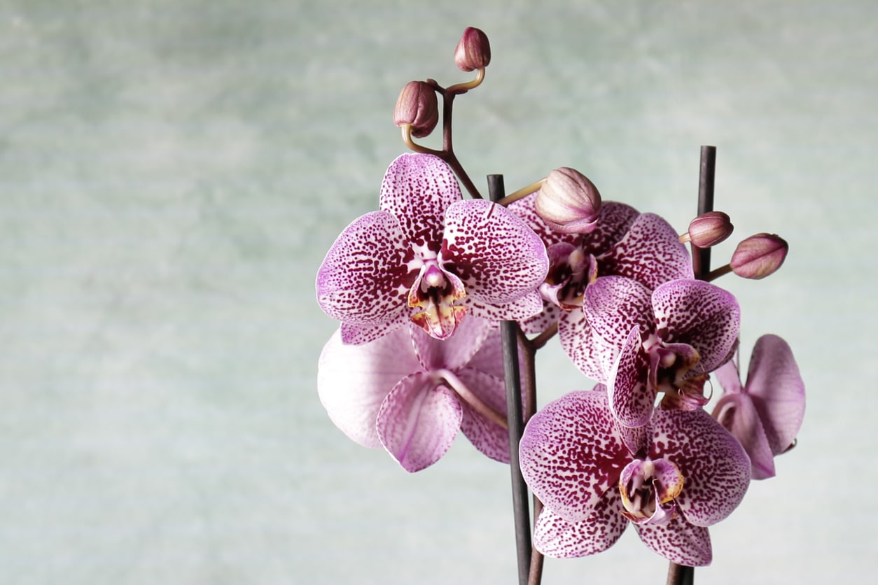 orchidée rose