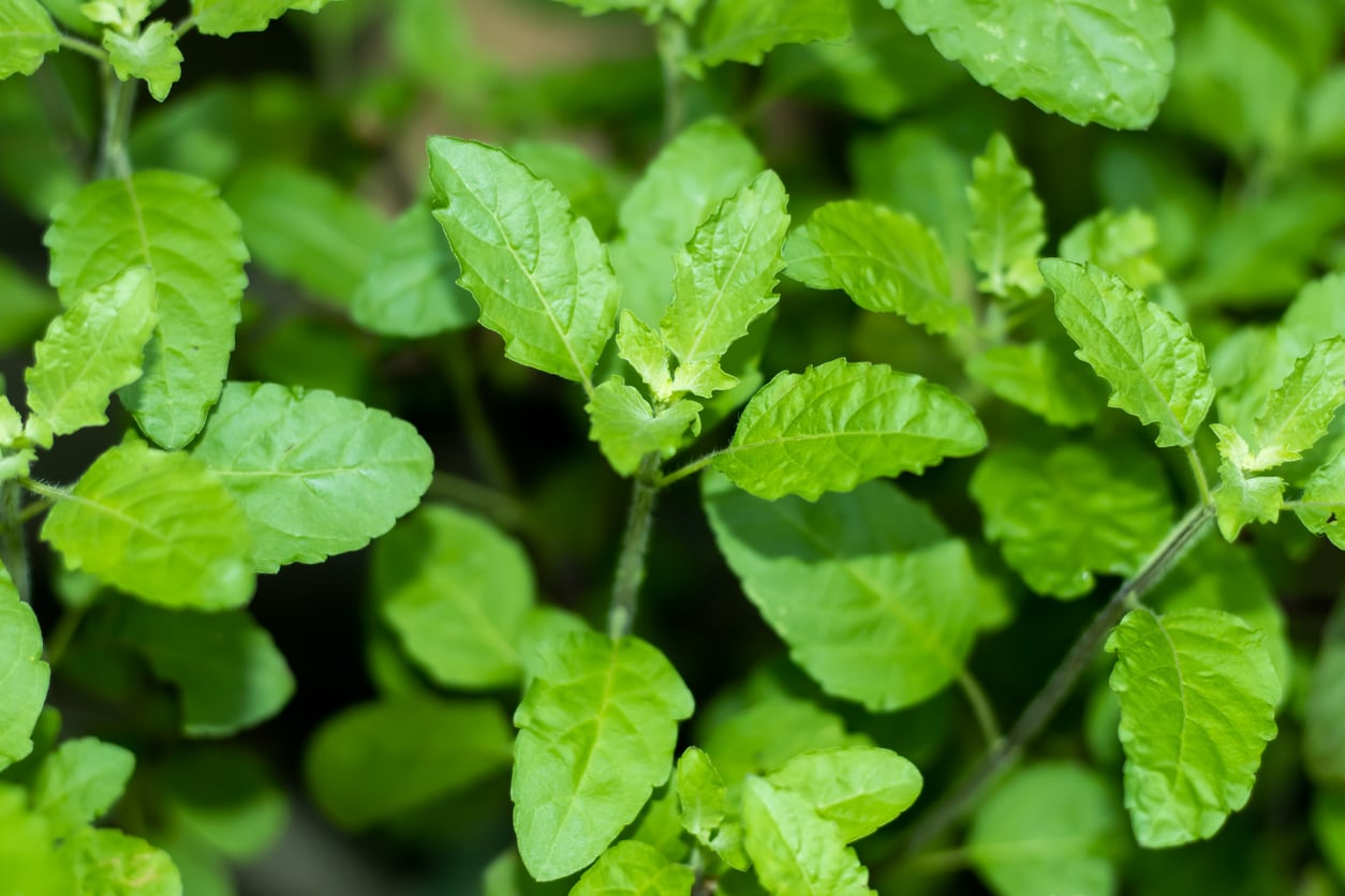 tulsi parmi les plantes porte-bonheur