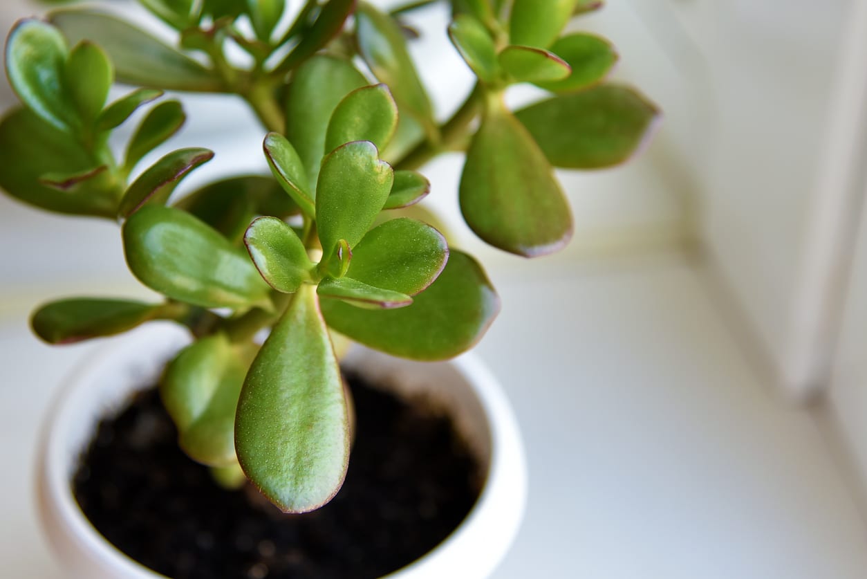 crassula parmi les plantes porte-bonheur