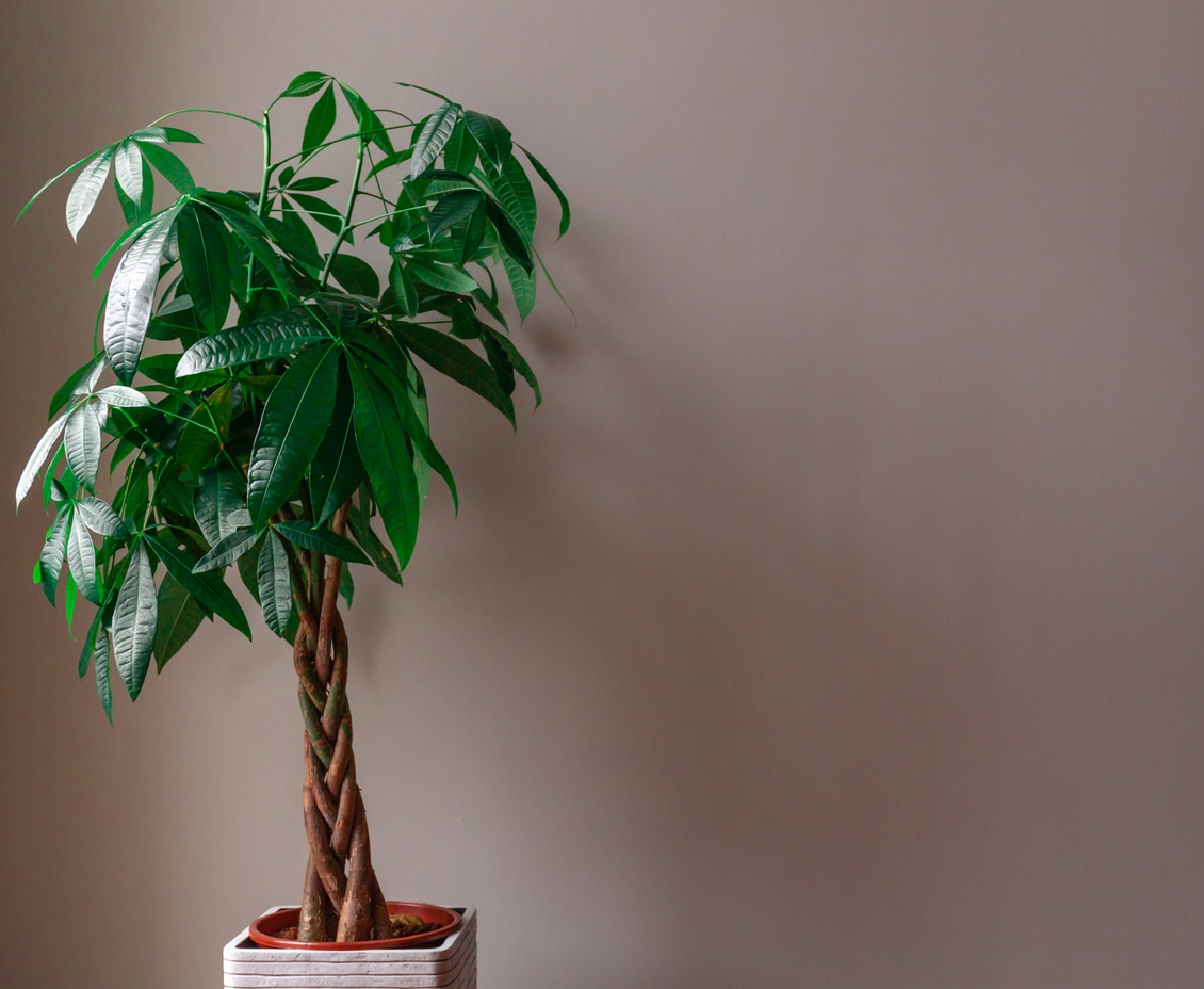 pachira arbre d'argent parmi les plantes porte-bonheur