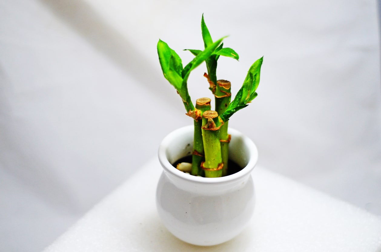 bambou parmi les plantes porte-bonheur