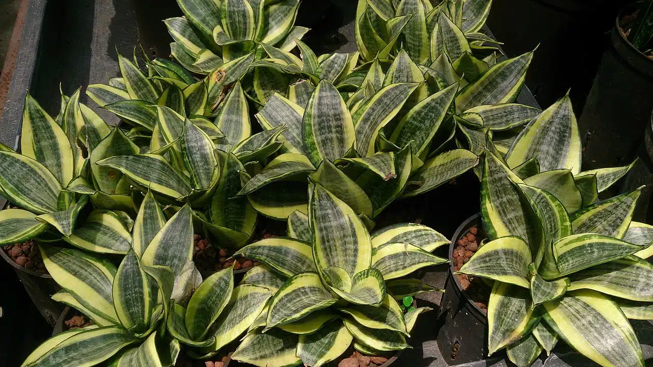 Sansevieria trifasciata langue de belle mère plantes dépolluantes