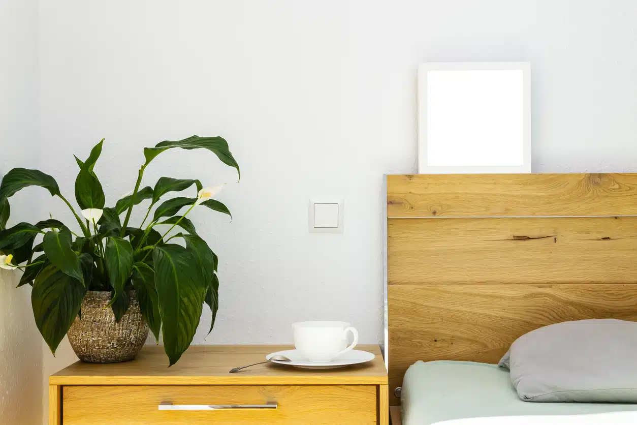 spathiphyllum fleur de lune ou lys de paix plantes bien dormir chambre