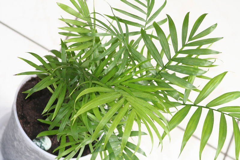 chamaedorea elegans palmier d'intérieur plantes dépolluantes