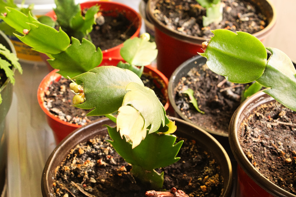bouturage bouturer Schlumbergera truncata cactus de noël