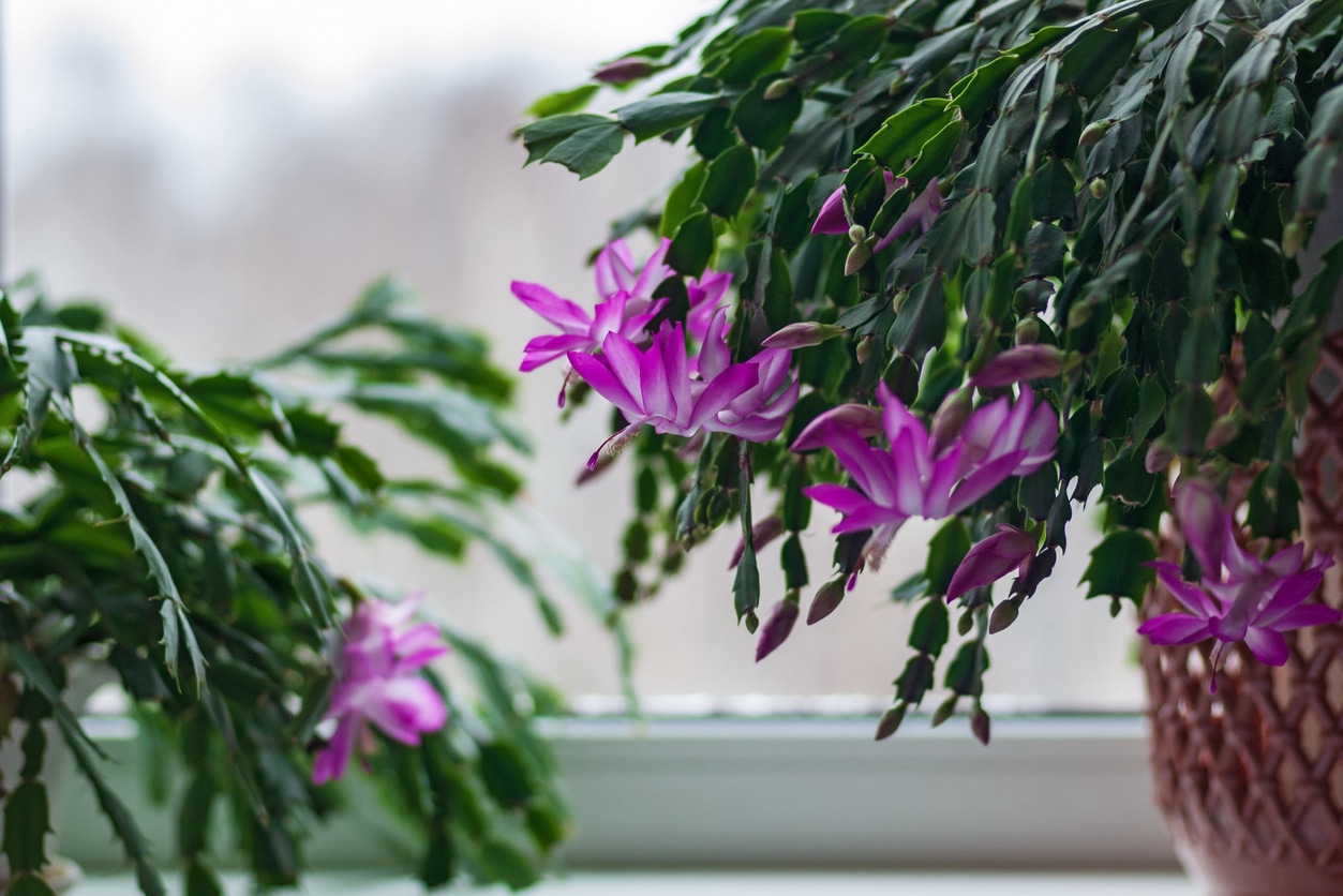 Schlumbergera truncata cactus de noël