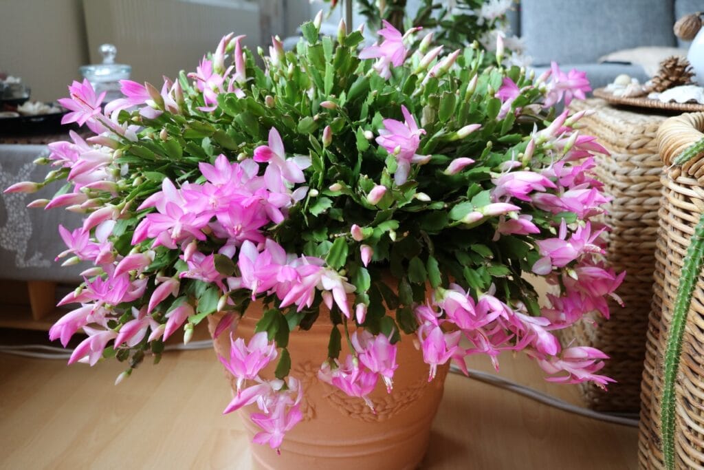 Cactus de Noël : conseils pour l’entretien et la refleuraison