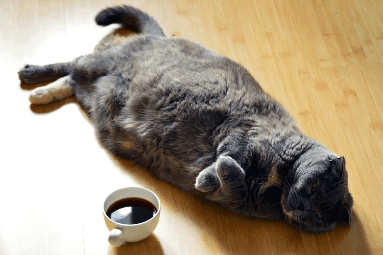 4 astuces pour aider votre chat à maigrir (il est trop gros !)