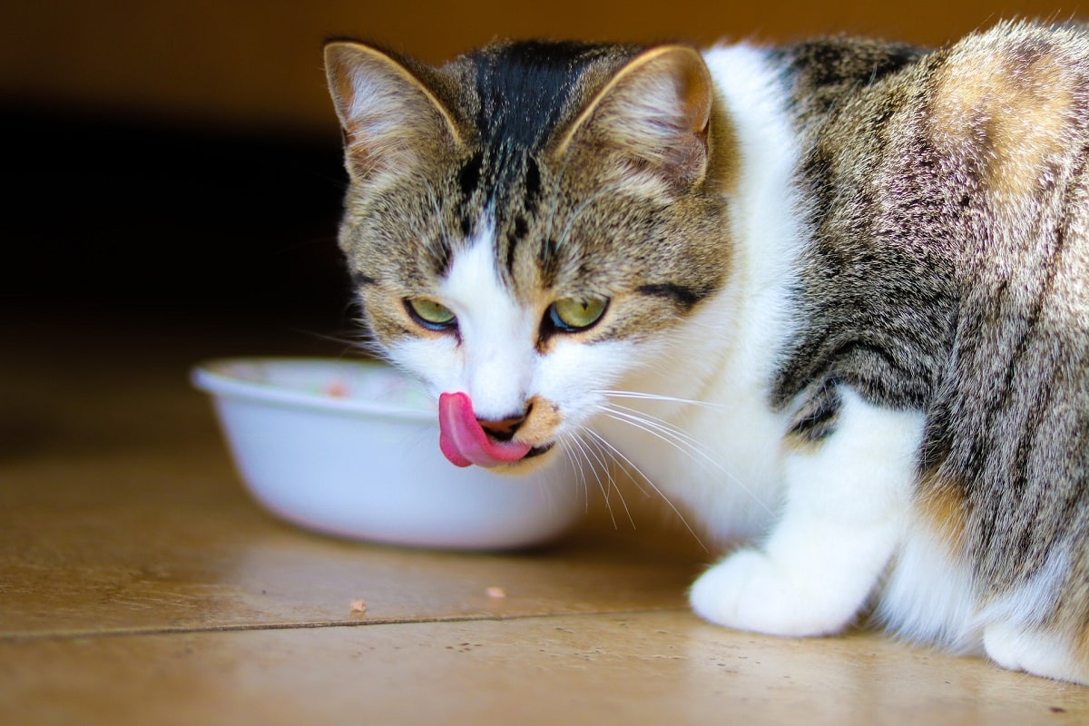 chat-alimentation