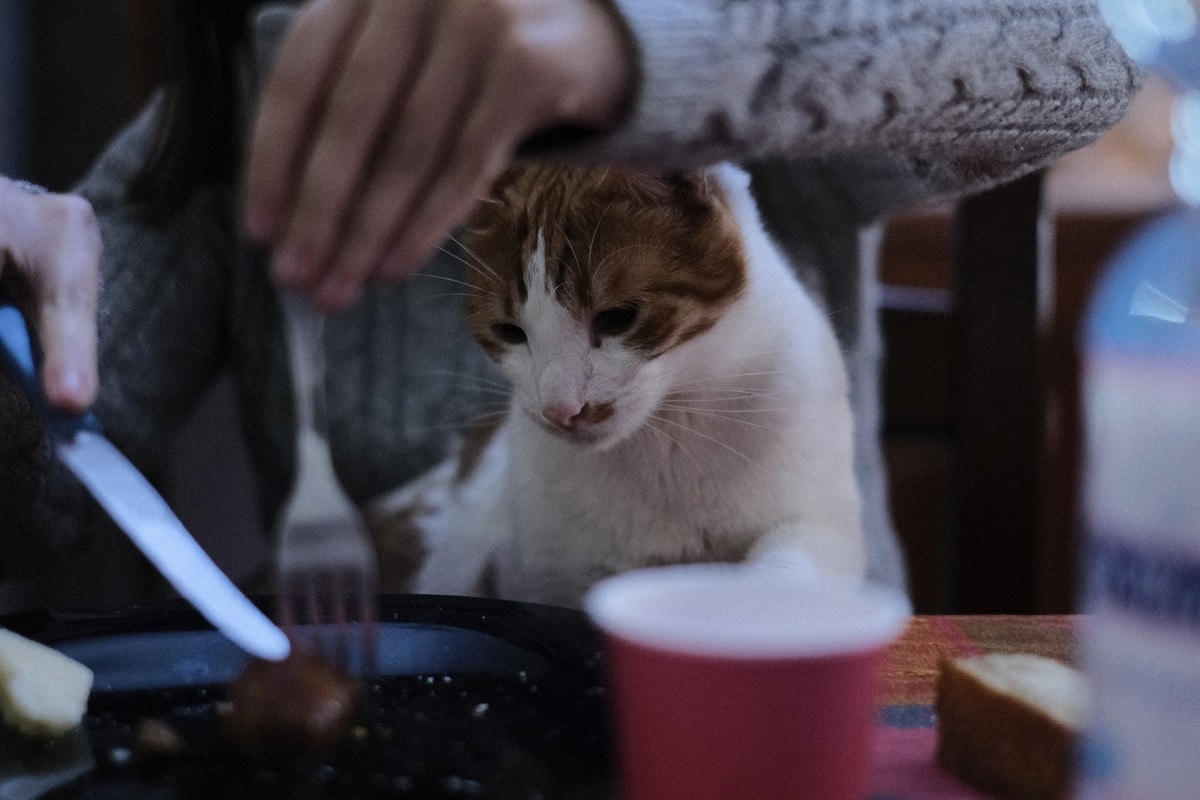 Vermifuger-un-chat-traitement