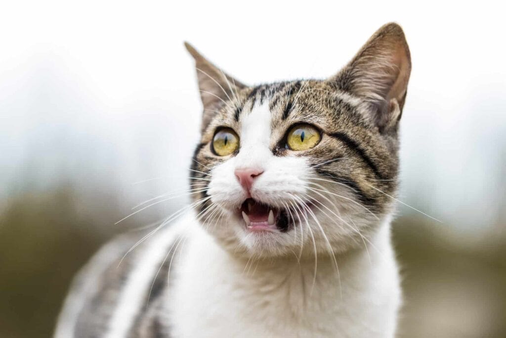 Vermifuger un chat : importance, traitement et précautions