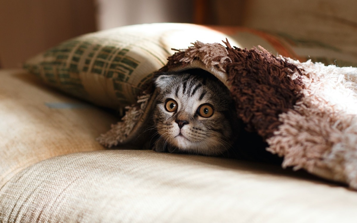 tranquille