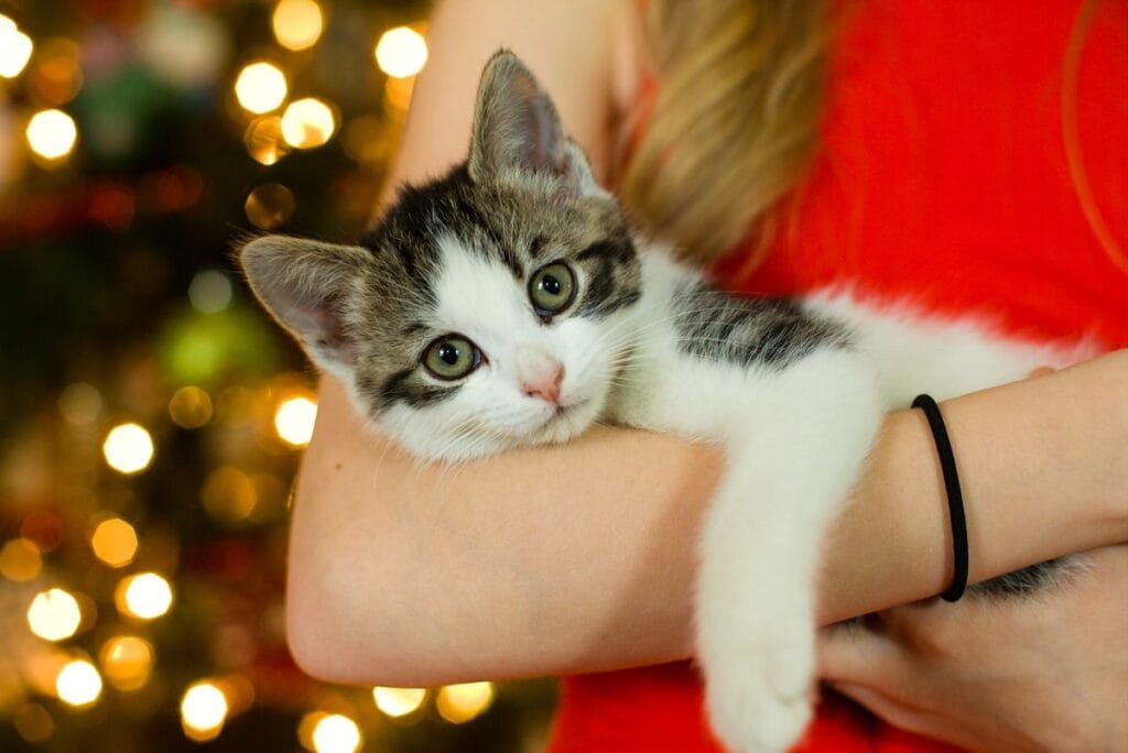 Calmer un chat : astuces pratiques à découvrir