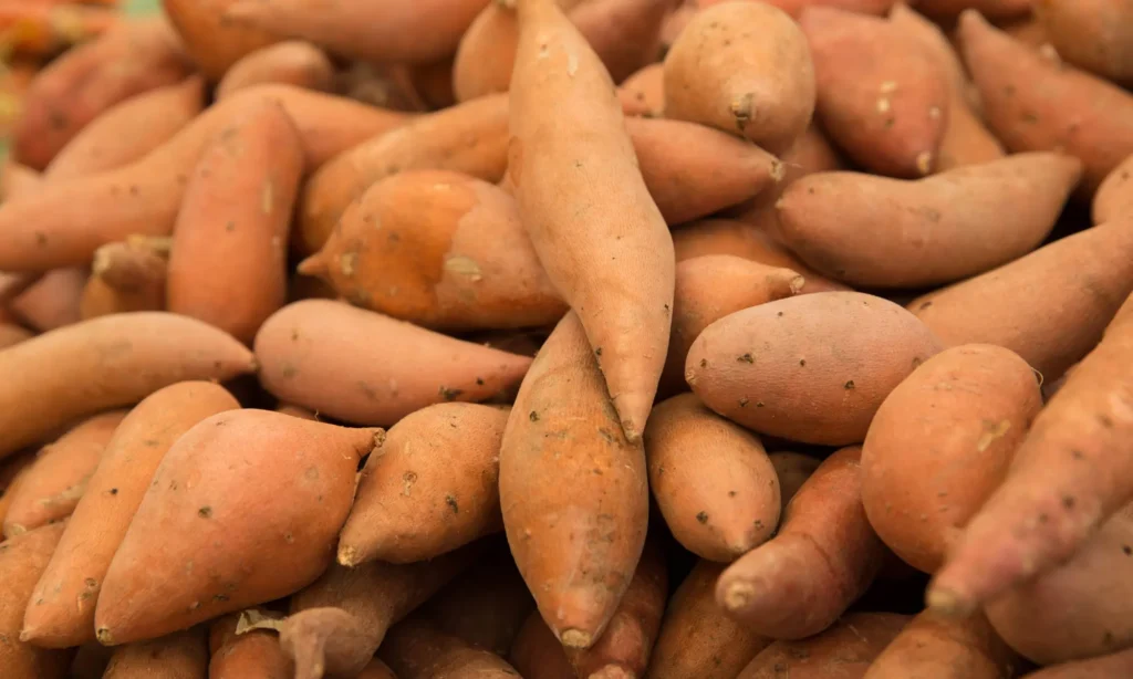 Conservation optimale des patates douces : méthodes et astuces essentielles