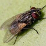 Répulsif maison efficace contre les mouches : lutte simplifiée