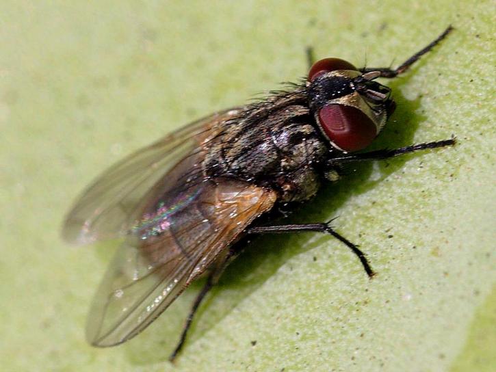Répulsif maison efficace contre les mouches : lutte simplifiée