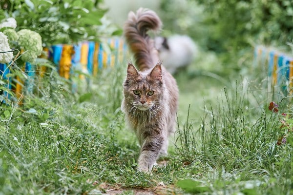 chat maine coon